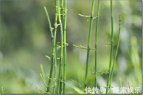 节草|农村这种“野草”随处可见,100斤竟能卖到2000块!