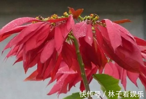 北陆紫玉|喜欢菊花，不如养“菊中稀品”北陆紫玉，似高雅贵人，姿容美丽！