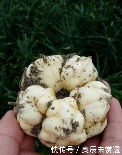 山沟|山沟沟里特有的5种野味 农村娃也未必认识