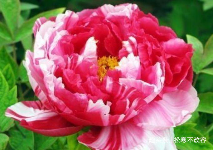 几种花漂亮又好养,从春天一直开到冬天,雍容华贵,养护简单!