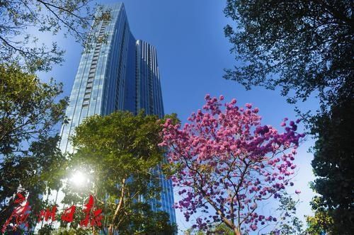 春花灿烂 年味渐浓