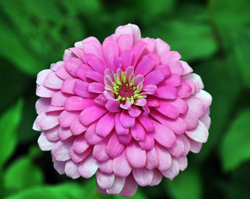 花卉|百日菊怎么养更艳丽教你3个小妙招,养出绚丽多彩的百日菊