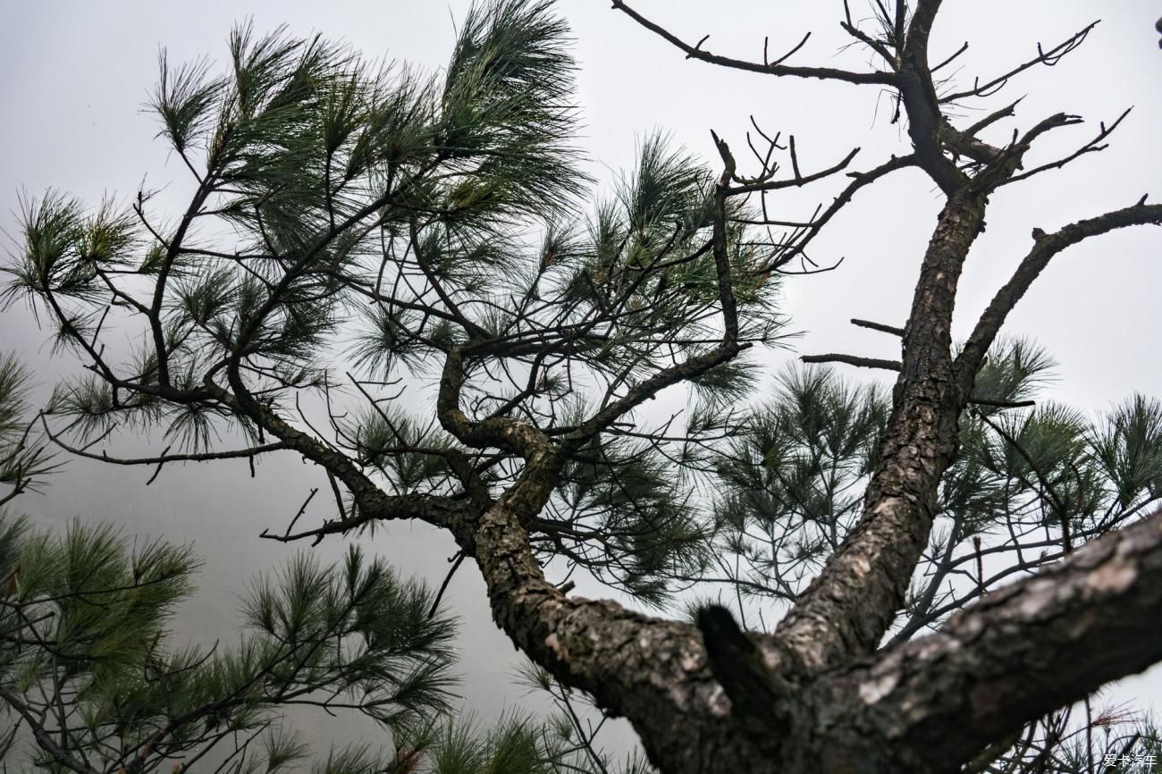 天梯|岭南第一险峰，梦幻金子山！