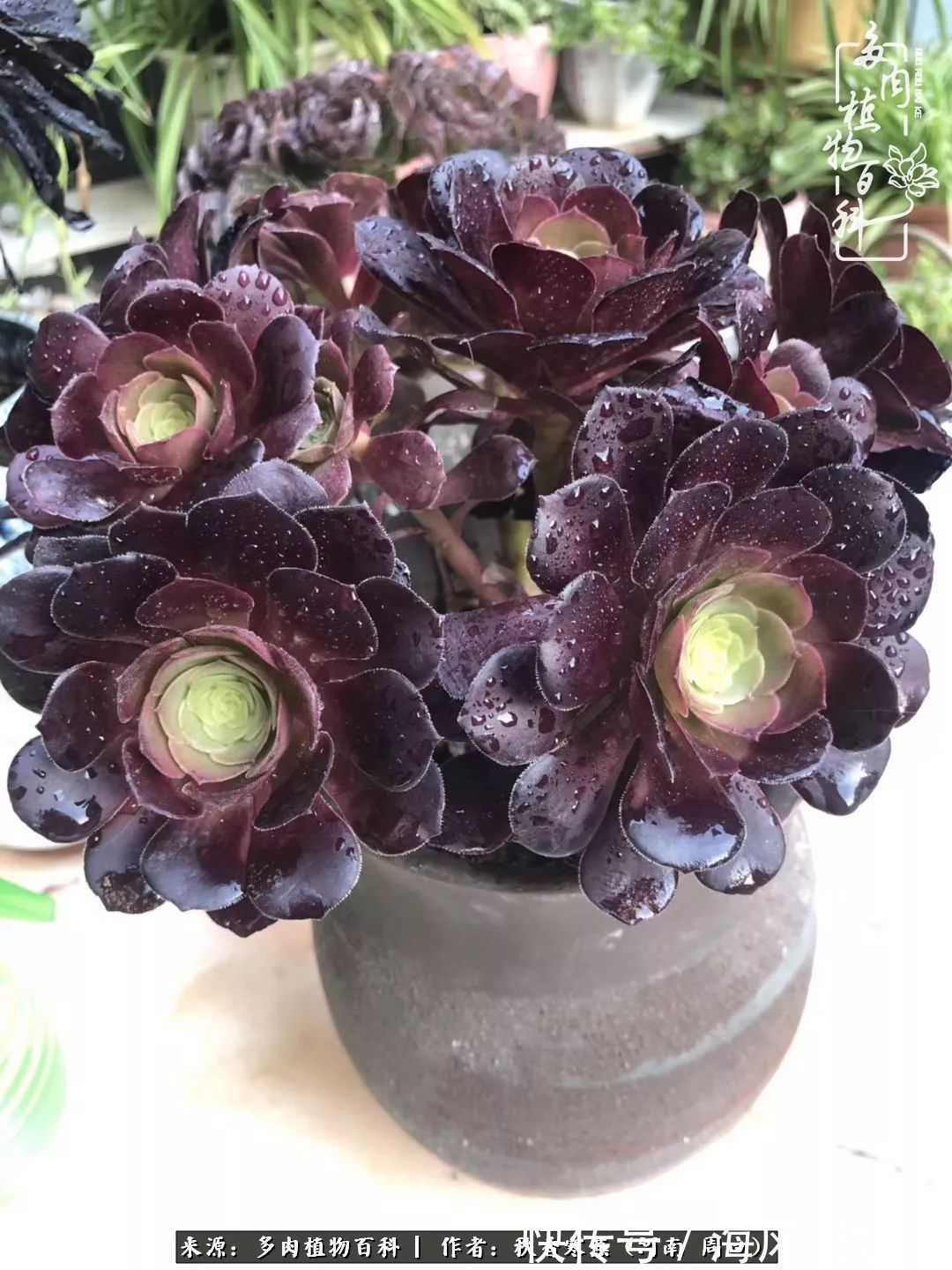 华丽|多肉千万种,我独爱法师!爱它的霸气,更爱它的华丽蜕变!