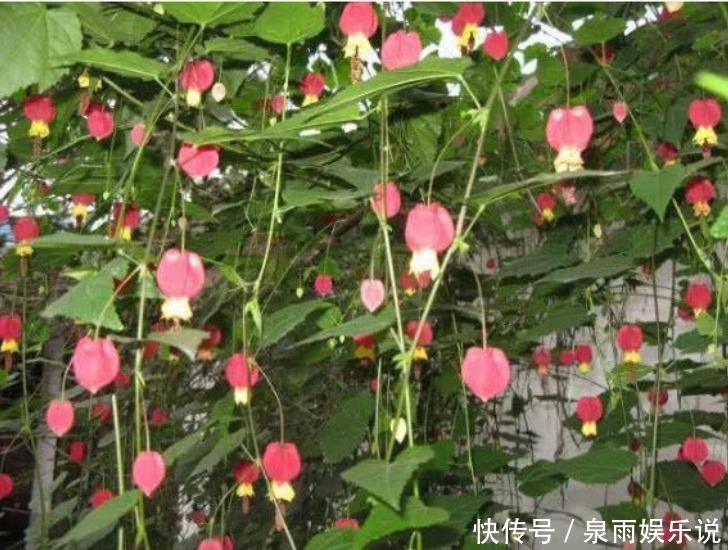 3种花是爆盆能手,开起花来拦不住,家里财运亨通,旺运一整年