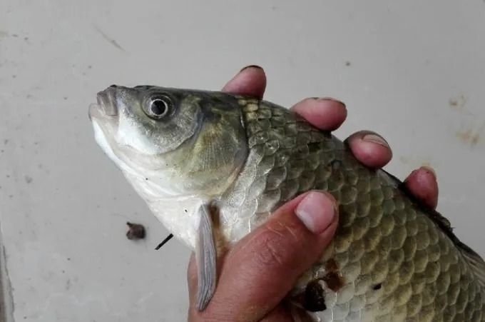 鲫鱼别一味用台钓，老钓手才不会说，这玩法十用九准，学会够你忙