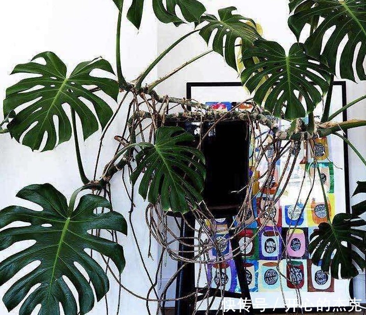 盆栽|室内盆栽植物,选花卉不如养绿植,这4款堪称一绝