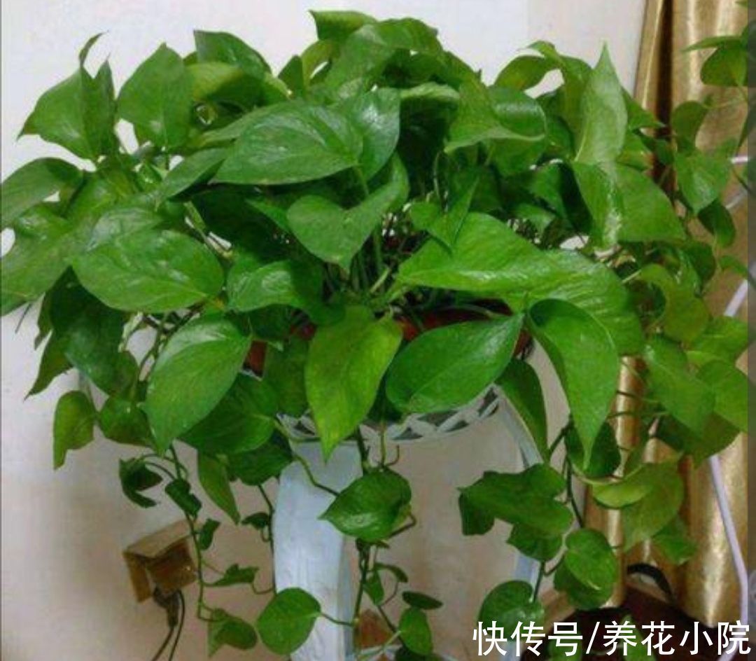 冬天养绿萝别只浇水,做好3件事,长得茂盛,叶子油绿光亮