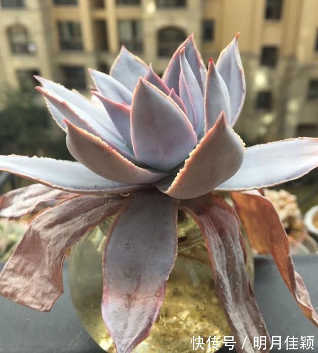 多肉丢水里好度夏,叶子疯狂吸水,几天就变胖了