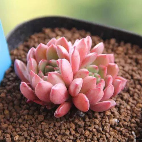 根部|多肉只能露养色彩斑斓,聪明的人教你3点,一学就会