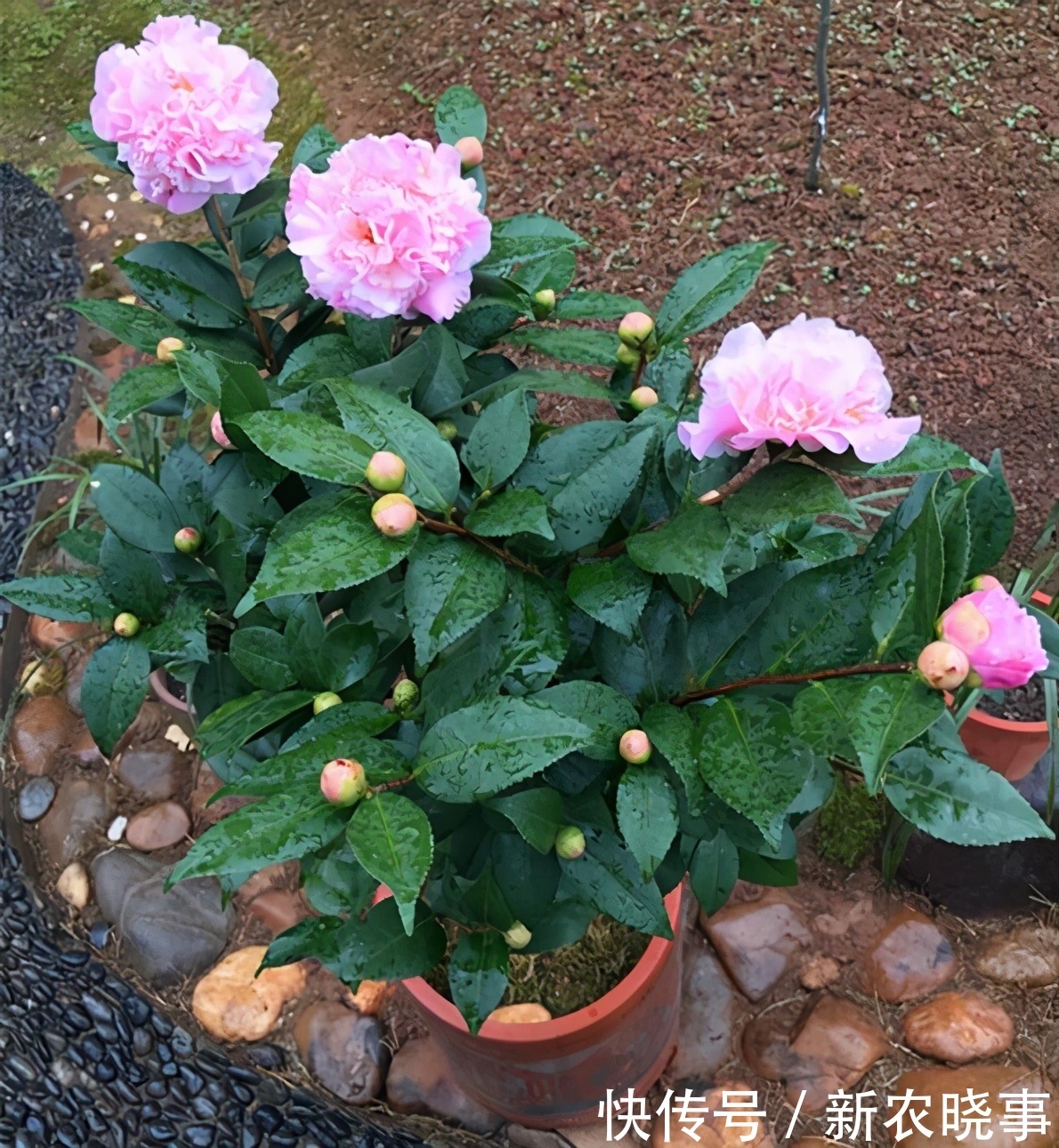 香妃茶花长得枝繁叶茂，全靠方法得当