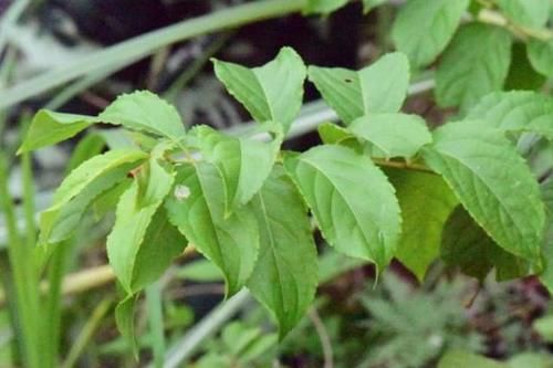 服用|是药三分毒，5种中药已被拉入伤肝黑名单，平时不要盲目服用