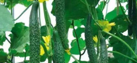 维生素e|女性不想大肚子,常食3种食物,补充营养,远离肥胖,瘦出好身材