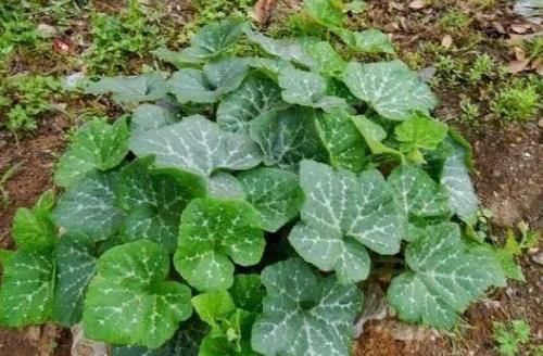 30年前是农民主食,如今5毛一斤无人买,反倒花朵成了上好野菜