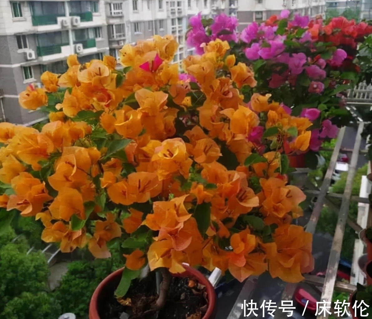 温度低,7种花怕“多浇水”,水多易冻伤,“干养”更健壮