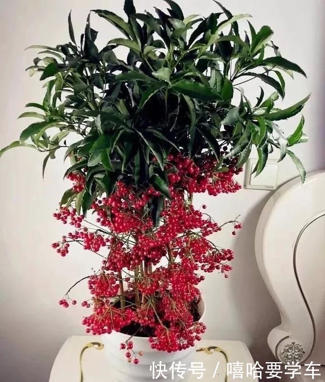 适合过年购买的8种招财植物,好看又吉祥!