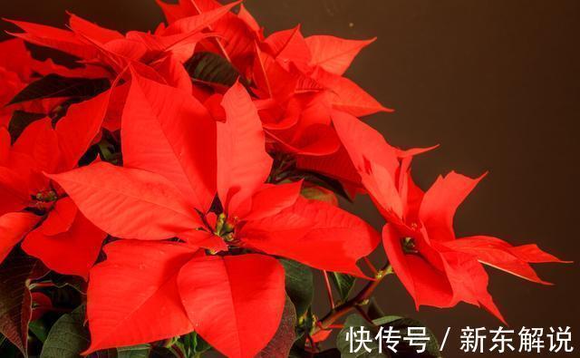 5种“毒花卉”,再漂亮也没用,家有孩子慎养,赶快丢到外面去