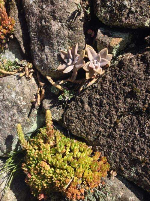 开花结子|多肉在野外,就像“晒白菜”,不吃不喝,状态全出来