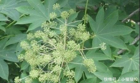 家具|刺楸木质坚硬细腻、花纹明显,好制作高级家具、乐器、工艺雕