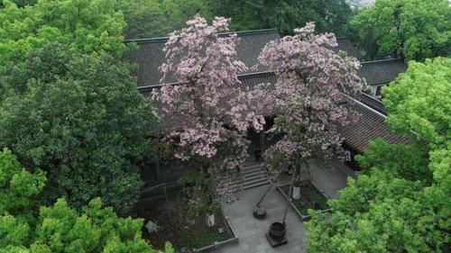 整修一新的东岳庙里，两棵500多年古楸树开花了
