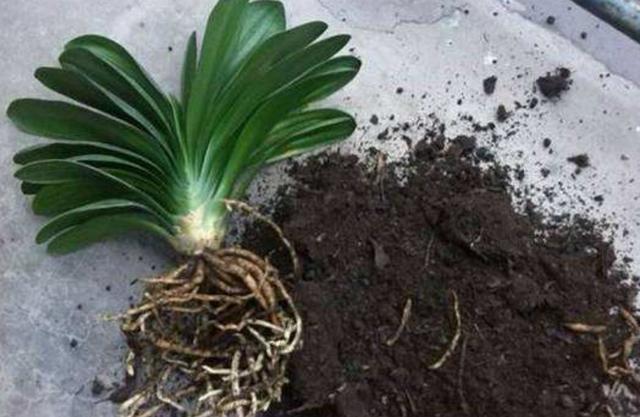 君子兰换盆换土的几个要诀，服盆快，长势好，不烂根