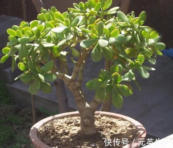 “有灵气”的2种花,寓意“花开富贵”,养1盆,福气越来越旺!