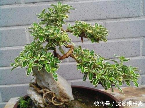 盆景|喜欢盆景就养它,1个枝能扦插,6月开花多又美,美过金枝玉叶