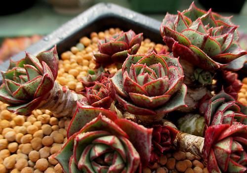 3种多肉，伏天越晒越美，夏天是它们的舞台，绽放绚丽色彩