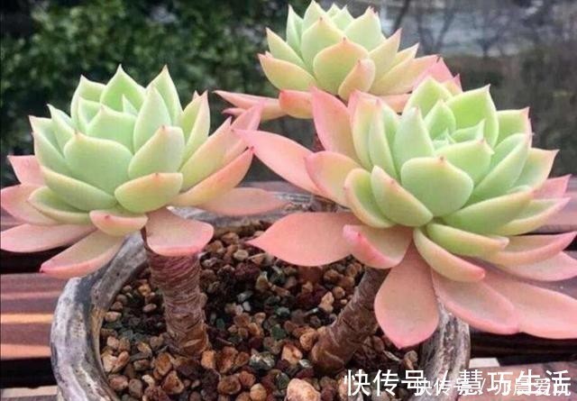 多肉|多肉植物，叶子软趴趴的是怎么回事？检查这3个方面