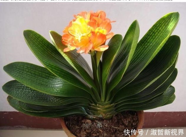 植物|养花肥难找原来白糖才是最好有肥料,从此不用买高价花肥了