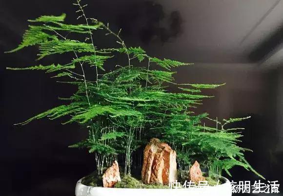 文竹|养文竹浇水要小心，注意3个方法，不黄叶、不烂根，蹭蹭长