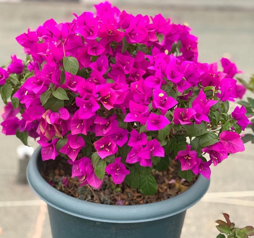 让三角梅全枝爆花的几个“要领”,满树新枝,出芽多,枝枝有花