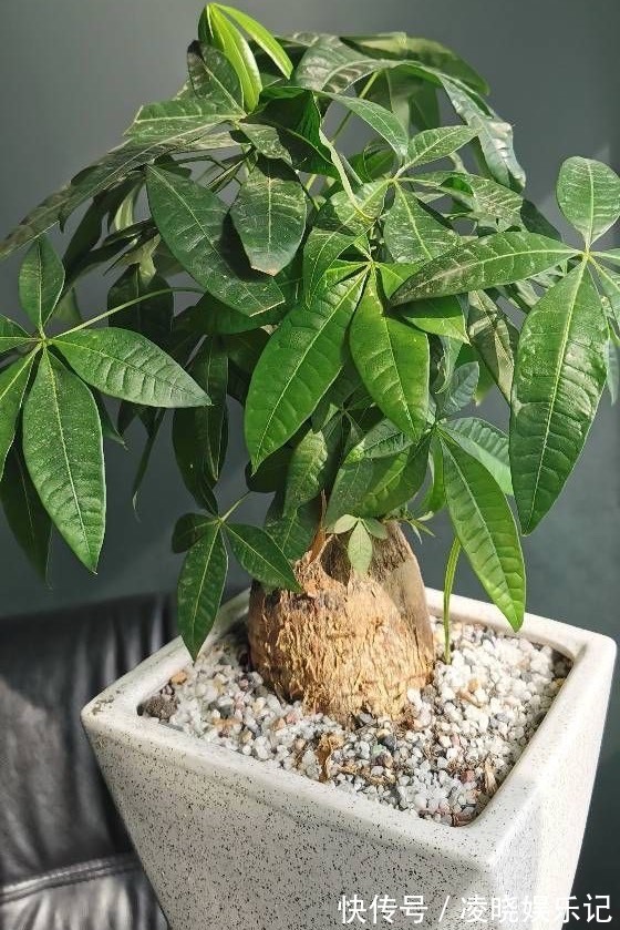 散尾葵|12种“健康花”,家里没太阳,照样长爆盆,贵气漂亮,旺家又养人