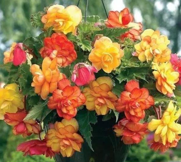 4种花“寓意好”,招财纳福,看一眼就心醉,太漂亮了