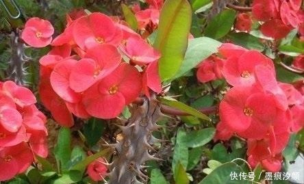 春天买花8种“疾病花”别买回家,客厅卧室“不能养”,别忽视!