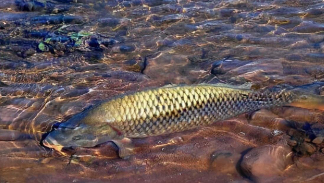 野钓鲤鱼这些年，调漂、窝料技巧全在这儿了