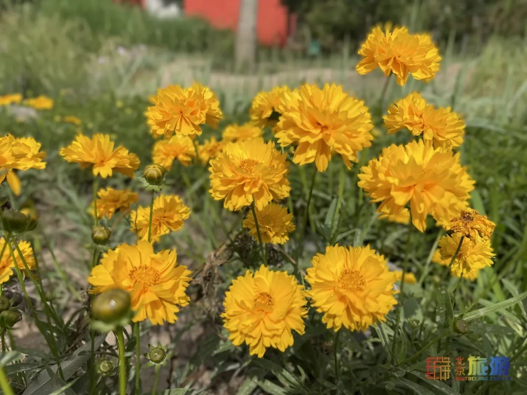 雏菊|北京亦庄超大规模雏菊花海正在盛花期，五颜六色，颜值爆表！