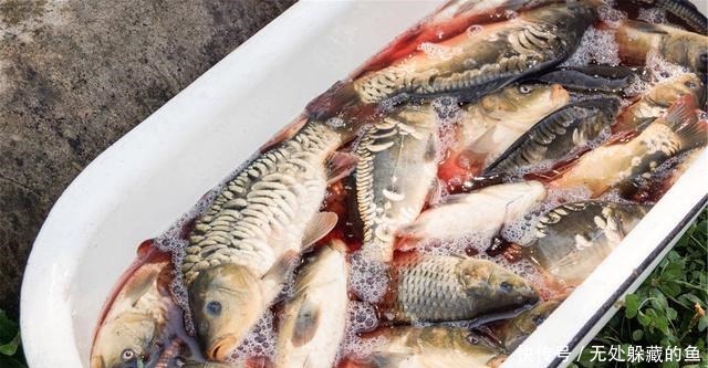 不管解冻什么鱼,用水泡就“废”了,记住2点,