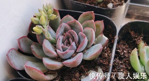 小窍门|多肉买回来就直接浇水教你4个小窍门,保证多肉成活快长势好
