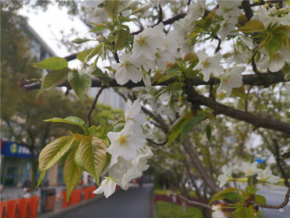 美丽吉安：樱花盛开 繁花似锦 灿若云霞