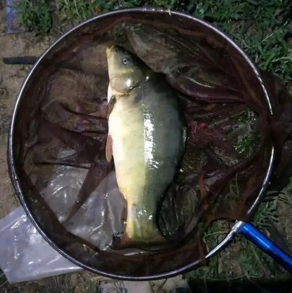 钓得正过瘾的时候有人蹭窝怎么办?只需3招,谁也蹭不了你的窝