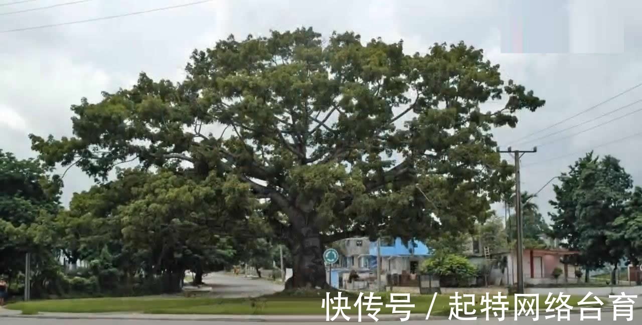 木棉树#一幅神秘古画,至今不知道是横着看,还是竖着看?