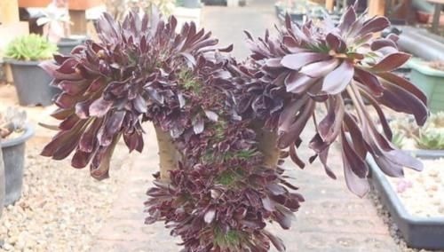 多肉黑法师能在卧室养吗?当然不行,它甚至都不适合放在室内养护