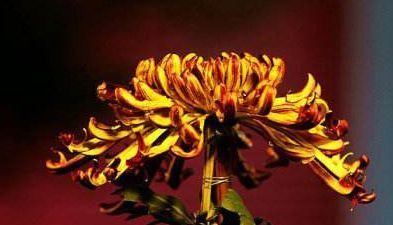 喜欢菊花,不如养盆“菊中珍品”墨蟹,花开如墨,似海蟹横行,美