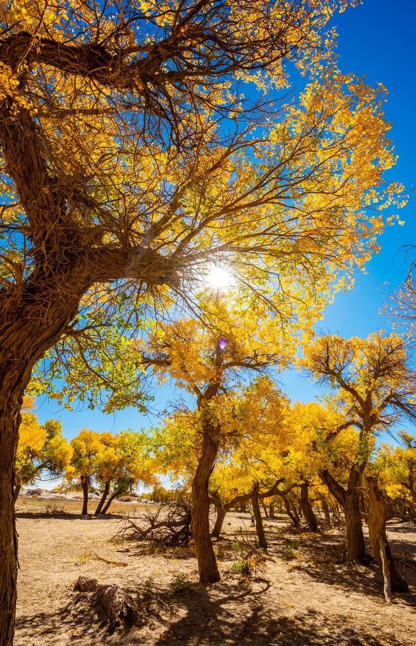  诗朗诵|诗朗诵：啊，胡杨