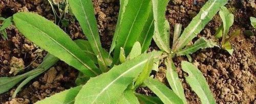  食物|不用再去拔罐、刮痧！常吃3种食物，赶跑湿气，减肥瘦身