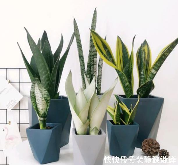 5步养出挺拔油绿的虎皮兰,1年能把花盆挤爆,小芽蹭蹭冒