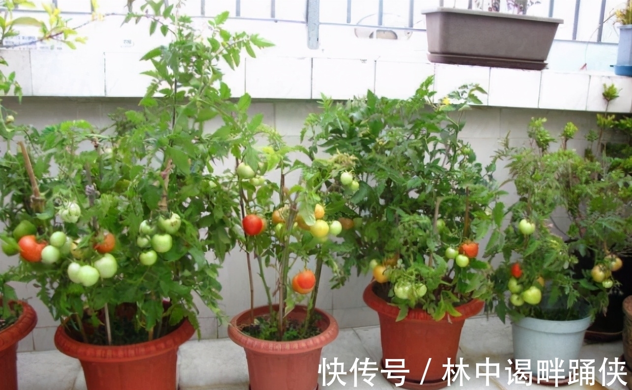 阳台盆栽番茄,记住一句“口诀”,就能结果五六层,果子大又红