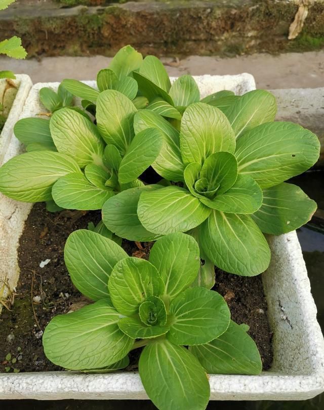  青菜|家庭种菜，用10个空油桶、泡沫箱，青菜辣椒收获不停，省钱又好吃