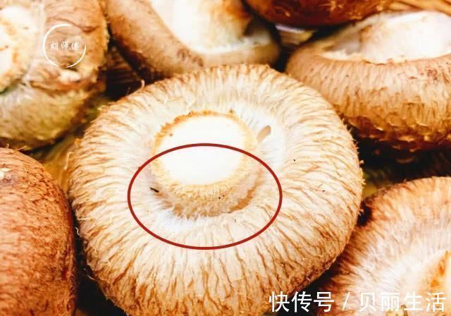 买香菇时,碰到这4种香菇我扭头就走,老板说这人是真正的行家